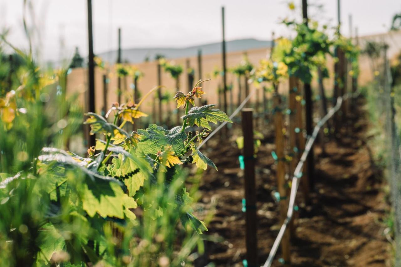Quinta Sofia Valle de Guadalupe - Solo Adultos Esterno foto