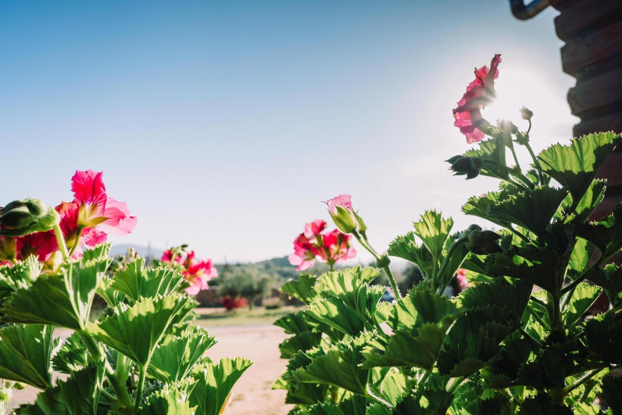 Quinta Sofia Valle de Guadalupe - Solo Adultos Esterno foto